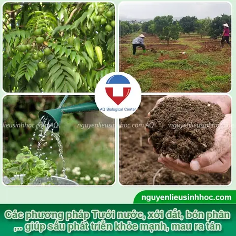 Cây Sấu Không Lên Quả: Nguyên Nhân Và Cách Khắc Phục Triệt Để Để Cây Ra Quả Nhanh, Rải Quả