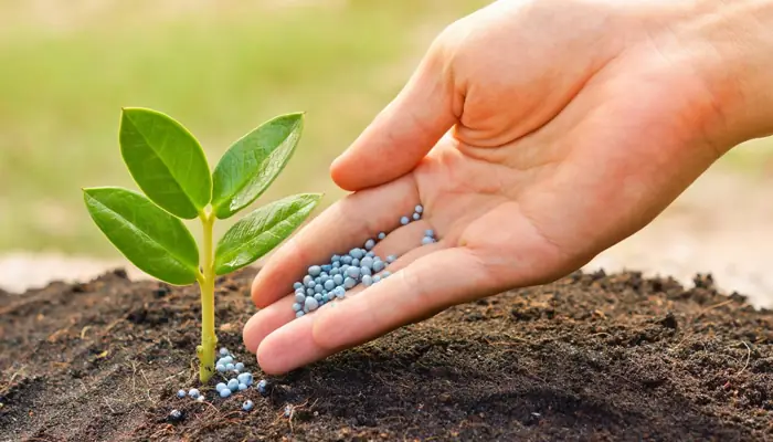 Cây Sấu Không Lên Quả: Nguyên Nhân Và Cách Khắc Phục Triệt Để Để Cây Ra Quả Nhanh, Rải Quả