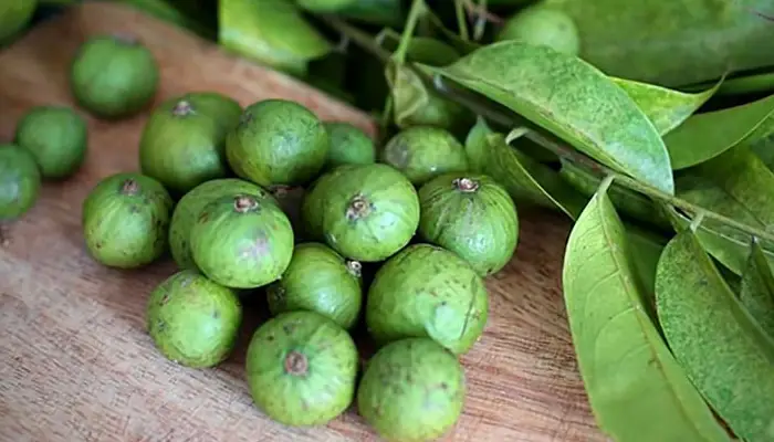 Cây Sấu Không Lên Quả: Nguyên Nhân Và Cách Khắc Phục Triệt Để Để Cây Ra Quả Nhanh, Rải Quả