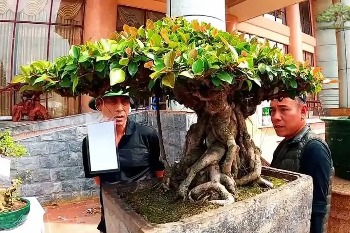 Cách Trồng Cây Si Nhật: Hướng Dẫn Chi Tiết Từ A Cho Người Mới Bắt Đầu