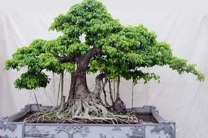 Cách Trồng Cây Si Nhật: Hướng Dẫn Chi Tiết Từ A Cho Người Mới Bắt Đầu