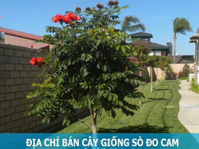 Hướng Dẫn Cách Trồng Cây Sò Đo Cam (chuông Đỏ) Chuẩn Kỹ Thuật: Từ Chọn Giống, Đào Hố Đến Chăm Sóc, Bón Phân Đúng Quy Trình Hướng Dẫn Cách Trồng Cây Sò Đo Cam (chuông Đỏ) Chuẩn Kỹ Thuật: Từ Chọn Giống, Đào Hố Đến Chăm Sóc, Bón Phân Đúng Quy Trình