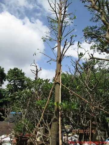 Cách Trồng Cây Thala (sala) Từ A Đến Z: Kỹ Thuật, Chăm Sóc Và Ý Nghĩa Phong Thủy