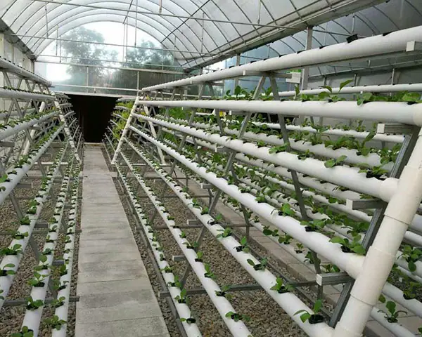 Hướng Dẫn Cách Trồng Cây Theo Ống Nghiệm Prava Mini & Cây Mini Đơn Giản, Trang Trí Đẹp Hướng Dẫn Cách Trồng Cây Theo Ống Nghiệm Prava Mini & Cây Mini Đơn Giản, Trang Trí Đẹp