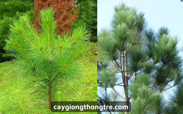 Hướng Dẫn Cách Trồng Và Chăm Sóc Cây Thông Mini (thông Lá Kim, Bonsai) Từ A-Z Cho Người Mới Bắt Đầu Hướng Dẫn Cách Trồng Và Chăm Sóc Cây Thông Mini (thông Lá Kim, Bonsai) Từ A-Z Cho Người Mới Bắt Đầu