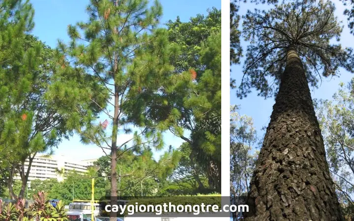 Hướng Dẫn Cách Trồng Và Chăm Sóc Cây Thông Mini (thông Lá Kim, Bonsai) Từ A-Z Cho Người Mới Bắt Đầu Hướng Dẫn Cách Trồng Và Chăm Sóc Cây Thông Mini (thông Lá Kim, Bonsai) Từ A-Z Cho Người Mới Bắt Đầu