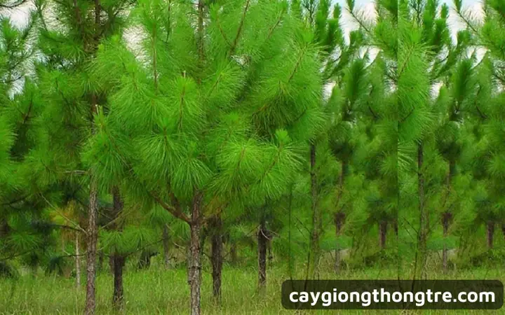 Hướng Dẫn Cách Trồng Và Chăm Sóc Cây Thông Mini (thông Lá Kim, Bonsai) Từ A-Z Cho Người Mới Bắt Đầu Hướng Dẫn Cách Trồng Và Chăm Sóc Cây Thông Mini (thông Lá Kim, Bonsai) Từ A-Z Cho Người Mới Bắt Đầu