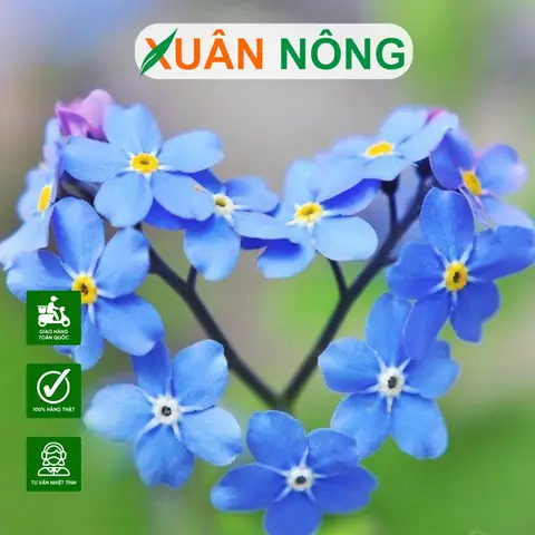 Cách Trồng Và Chăm Sóc Hoa Tử La Lan: Hướng Dẫn Dễ Cho Người Mới Bắt Đầu