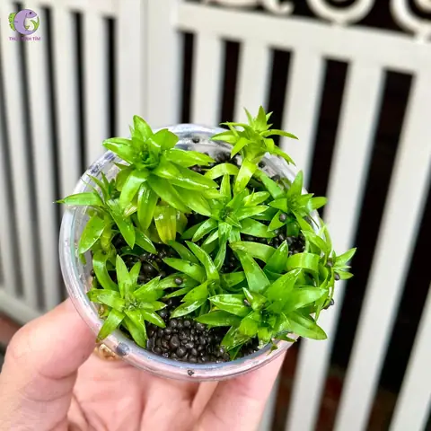 Cách Trồng Cây Tonia Thủy Sinh Thành Công: Tham Số Nước - CO2 - Ánh Sáng, Quy Trình Cắm & Xử Lý Thối Rửa Lá