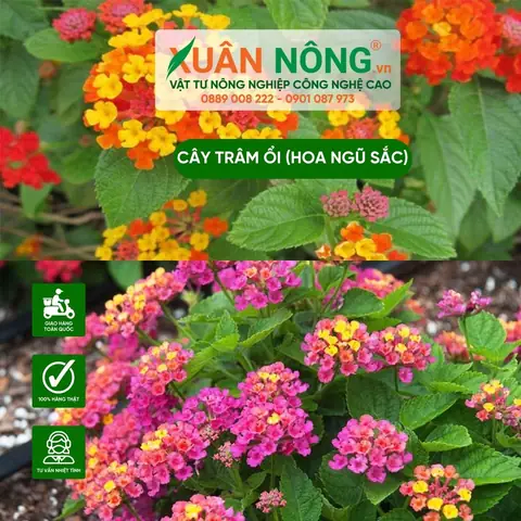 Hướng Dẫn Cách Trồng Và Chăm Sóc Cây Trâm Ổi (hoa Ngũ Sắc) Tại Nhà: Từ Giâm Cành Đến Cắt Tỉa, Phòng Bệnh