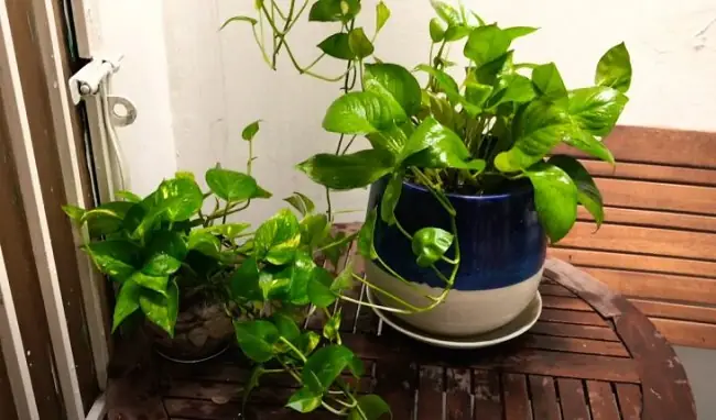 Hướng Dẫn Cách Trồng Cây Trầu Bà (thủy Sinh & Đất) Từ A-Z: Chọn Giống, Kỹ Thuật, Chăm Sóc & Ý Nghĩa Phong Thủy