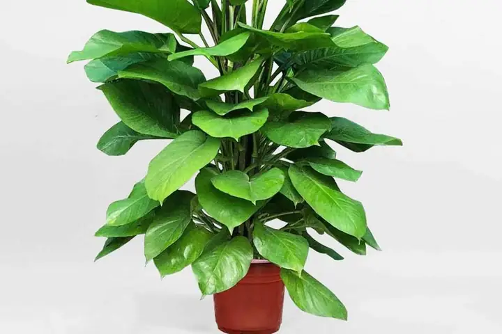 Hướng Dẫn Cách Trồng Cây Trầu Bà Đế Vương Leo Cột Từ A-Z: Chuẩn Bị, Quy Trình, Chăm Sóc & Bí Quyết Lá To Khỏe
