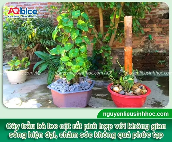 Hướng Dẫn Cách Trồng Cây Trầu Bà Đế Vương Leo Cột Từ A-Z: Chuẩn Bị, Quy Trình, Chăm Sóc & Bí Quyết Lá To Khỏe