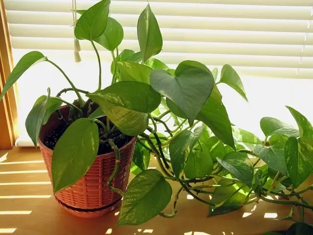 Cách Trồng Cây Trầu Bà Để Xanh Lá Mướt, Mọc Nhanh: Hướng Dẫn A-Z Từ Chọn Giống Đến Chăm Sóc