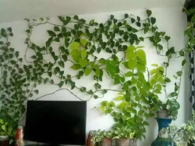 Cách Trồng Trầu Bà Leo Tường Đẹp Chuẩn Kỹ Thuật