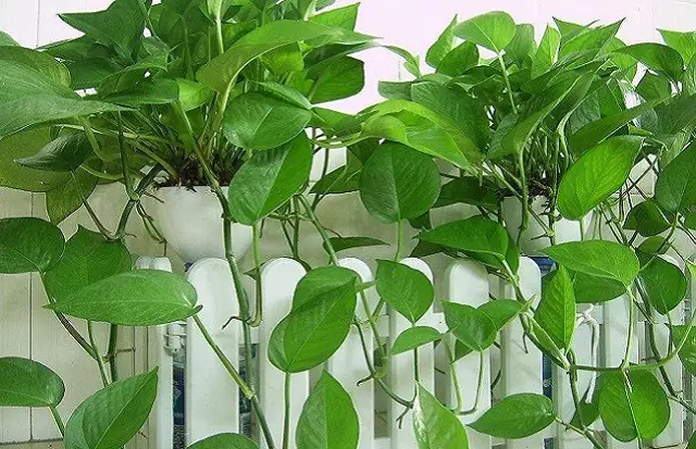 Cách Trồng Trầu Bà Leo Tường Đẹp Chuẩn Kỹ Thuật