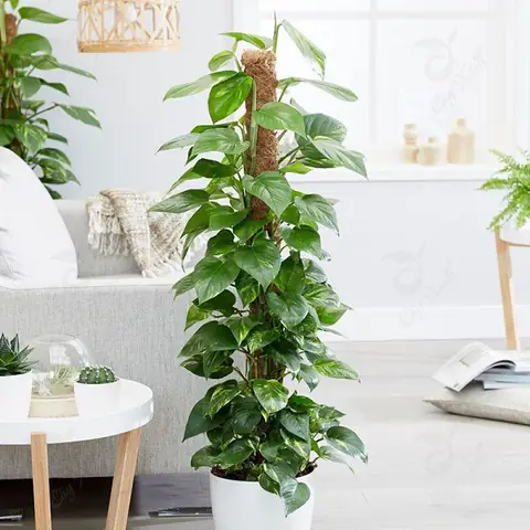 Cách Trồng Cây Trầu Bà Nhanh Nhất: Hướng Dẫn Giâm Cành, Thủy Canh Sống Rễ Chỉ Sau 7–10 Ngày