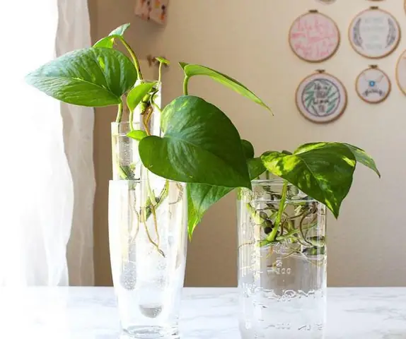 Cách Trồng Cây Trầu Bà Nhanh Nhất: Hướng Dẫn Giâm Cành, Thủy Canh Sống Rễ Chỉ Sau 7–10 Ngày