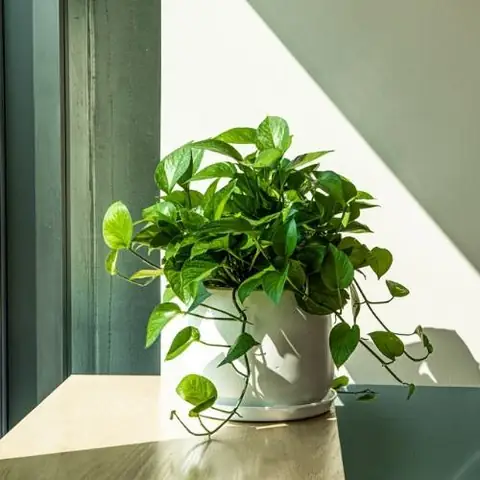 Cách Trồng Cây Trầu Bà Nhanh Nhất: Hướng Dẫn Giâm Cành, Thủy Canh Sống Rễ Chỉ Sau 7–10 Ngày