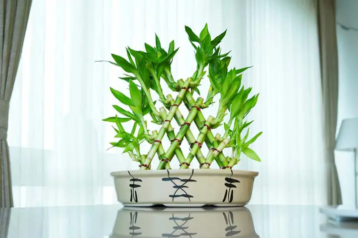 Hướng Dẫn Cách Trồng Và Chăm Sóc Cây Lâu Đài Vàng: Từ Chọn Chậu, Trộn Đất Đến Bí Quyết Lá Vàng Rực, Hợp Phong Thủy
