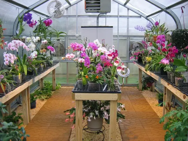 Cách Trồng Lan Dưới Mái Polycarbonate: Hướng Dẫn Toàn Diện Cho Người Mới Bắt Đầu