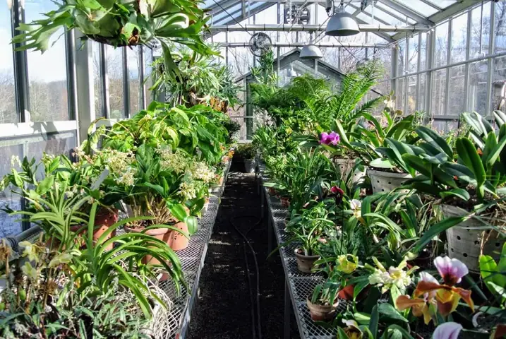 Cách Trồng Lan Dưới Mái Polycarbonate: Hướng Dẫn Toàn Diện Cho Người Mới Bắt Đầu