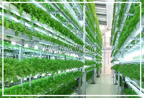 Hướng Dẫn Trồng Cây Bằng Đèn LED Từ A-Z: Nguyên Lý, Quy Trình 6 Bước, Điều Chỉnh Theo Giai Đoạn & Bí Quyết Chọn Mua Chuẩn Hướng Dẫn Trồng Cây Bằng Đèn LED Từ A-Z: Nguyên Lý, Quy Trình 6 Bước, Điều Chỉnh Theo Giai Đoạn & Bí Quyết Chọn Mua Chuẩn