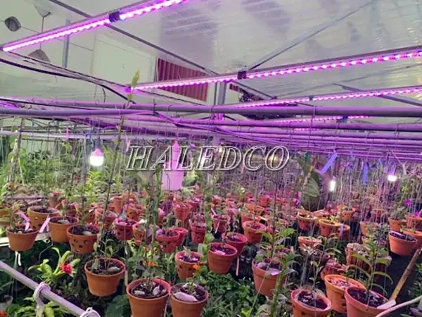 Hướng Dẫn Trồng Cây Bằng Đèn LED Từ A-Z: Nguyên Lý, Quy Trình 6 Bước, Điều Chỉnh Theo Giai Đoạn & Bí Quyết Chọn Mua Chuẩn Hướng Dẫn Trồng Cây Bằng Đèn LED Từ A-Z: Nguyên Lý, Quy Trình 6 Bước, Điều Chỉnh Theo Giai Đoạn & Bí Quyết Chọn Mua Chuẩn