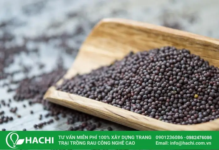 Hướng Dẫn Trồng Cây Trong Khay Trồng Tại Nhà Chi Tiết: Chọn Khay, Phối Đất, Quy Trình 6 Bước & Chăm Sóc Đúng Kỹ Thuật Hướng Dẫn Trồng Cây Trong Khay Trồng Tại Nhà Chi Tiết: Chọn Khay, Phối Đất, Quy Trình 6 Bước & Chăm Sóc Đúng Kỹ Thuật