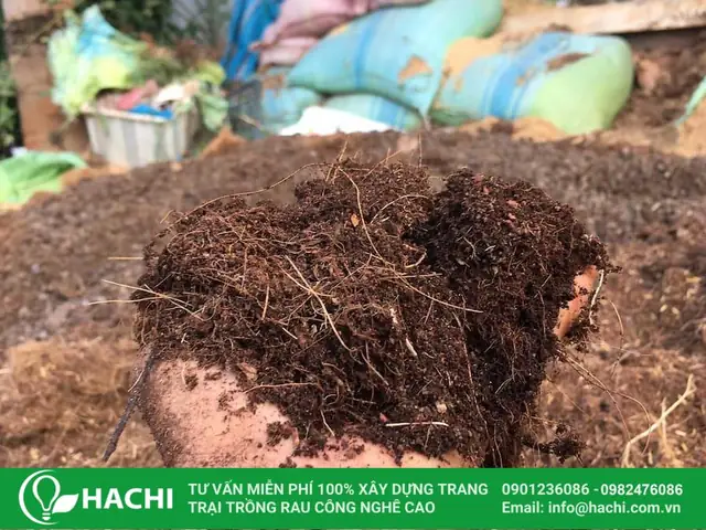 Hướng Dẫn Trồng Cây Trong Khay Trồng Tại Nhà Chi Tiết: Chọn Khay, Phối Đất, Quy Trình 6 Bước & Chăm Sóc Đúng Kỹ Thuật Hướng Dẫn Trồng Cây Trong Khay Trồng Tại Nhà Chi Tiết: Chọn Khay, Phối Đất, Quy Trình 6 Bước & Chăm Sóc Đúng Kỹ Thuật
