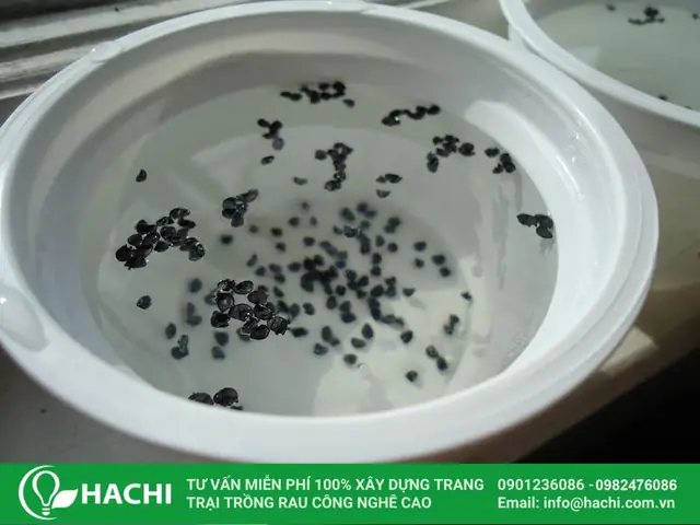 Hướng Dẫn Trồng Cây Trong Khay Trồng Tại Nhà Chi Tiết: Chọn Khay, Phối Đất, Quy Trình 6 Bước & Chăm Sóc Đúng Kỹ Thuật Hướng Dẫn Trồng Cây Trong Khay Trồng Tại Nhà Chi Tiết: Chọn Khay, Phối Đất, Quy Trình 6 Bước & Chăm Sóc Đúng Kỹ Thuật
