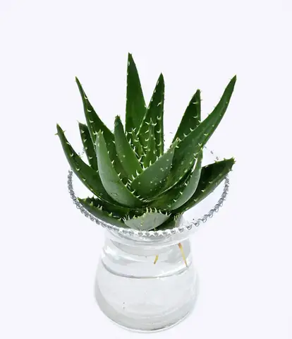 Cách Trồng Cây Trong Nhà Vệ Sinh: Top 10+ Loại Cây "chống Chọi" Mọi Điều Kiện + Kỹ Thuật Chậu Treo, Thủy Canh Chuẩn