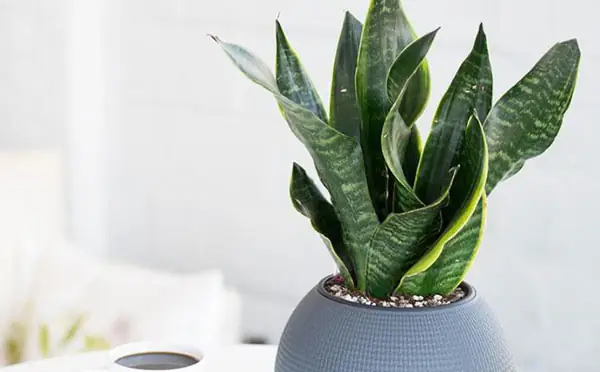 Cách Trồng Cây Trong Nhà Vệ Sinh: Top 10+ Loại Cây "chống Chọi" Mọi Điều Kiện + Kỹ Thuật Chậu Treo, Thủy Canh Chuẩn