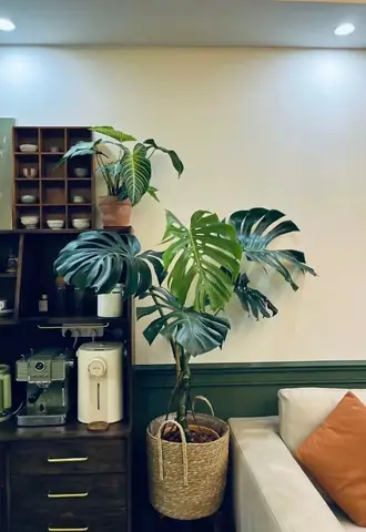 Cách Trồng Và Chăm Sóc Cây Trong Phòng Máy Lạnh: Từ Chọn Loại, Kỹ Thuật Tưới Đến Danh Sách Cây "chịu Đựng" Điều Hòa Tốt Nhất
