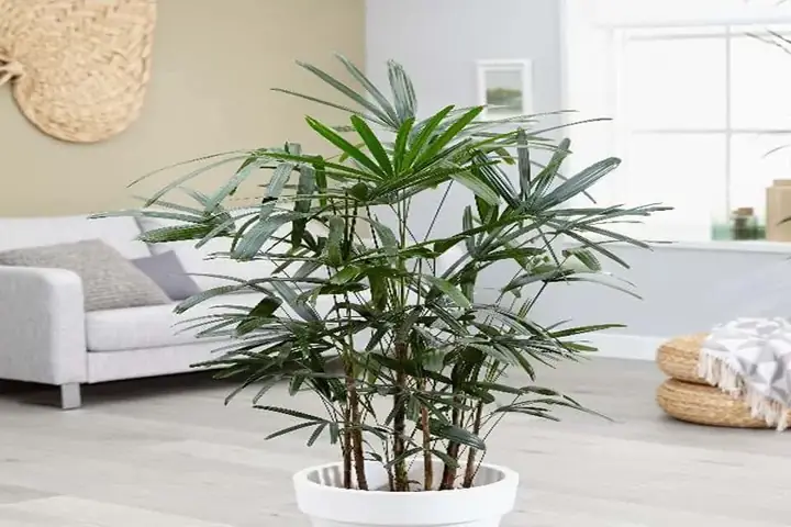 Hướng Dẫn Cách Trồng Và Chăm Sóc Cây Trúc Trang Trí Từ A-Z: Chọn Giống, Kỹ Thuật, Phong Thủy & Xử Lý Sự Cố Hướng Dẫn Cách Trồng Và Chăm Sóc Cây Trúc Trang Trí Từ A-Z: Chọn Giống, Kỹ Thuật, Phong Thủy & Xử Lý Sự Cố