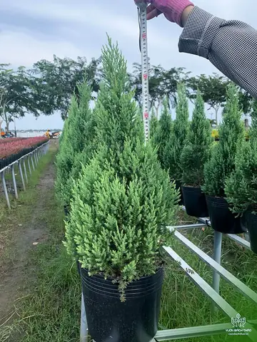 Hướng Dẫn Cách Trồng Và Chăm Sóc Cây Tùng Búp (sơn Tùng, Tùng Đen, Tùng Tháp) Chi Tiết Từ A-Z: Quy Trình, Kỹ Thuật, Phong Thủy Và Lỗi Thường Gặp Hướng Dẫn Cách Trồng Và Chăm Sóc Cây Tùng Búp (sơn Tùng, Tùng Đen, Tùng Tháp) Chi Tiết Từ A-Z: Quy Trình, Kỹ Thuật, Phong Thủy Và Lỗi Thường Gặp
