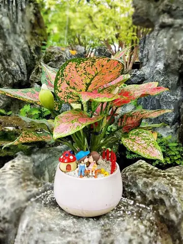 Hướng Dẫn Trồng Cây Vạn Lộc Thủy Canh Đúng Cách Từ Chuyên Gia