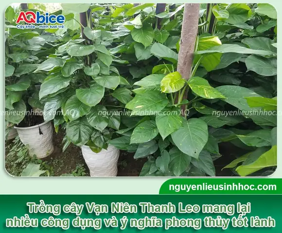 Hướng Dẫn Cách Trồng Và Chăm Sóc Cây Vạn Niên Thanh Leo Cột Trong Nhà Từ A-Z: Chuẩn Kỹ Thuật, Đẹp Phong Thủy, Dễ Sống