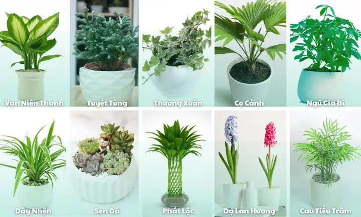 Hướng Dẫn Cách Trồng Cây Văn Phòng Từ A-Z: Trồng Đất & Thủy Sinh, Chăm Sóc Dễ Dàng, Chọn Cây Hợp Phong Thủy Hướng Dẫn Cách Trồng Cây Văn Phòng Từ A-Z: Trồng Đất & Thủy Sinh, Chăm Sóc Dễ Dàng, Chọn Cây Hợp Phong Thủy