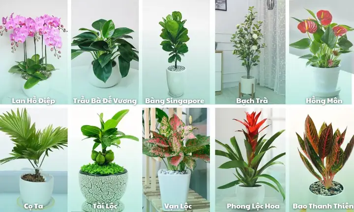 Hướng Dẫn Cách Trồng Cây Văn Phòng Từ A-Z: Trồng Đất & Thủy Sinh, Chăm Sóc Dễ Dàng, Chọn Cây Hợp Phong Thủy Hướng Dẫn Cách Trồng Cây Văn Phòng Từ A-Z: Trồng Đất & Thủy Sinh, Chăm Sóc Dễ Dàng, Chọn Cây Hợp Phong Thủy