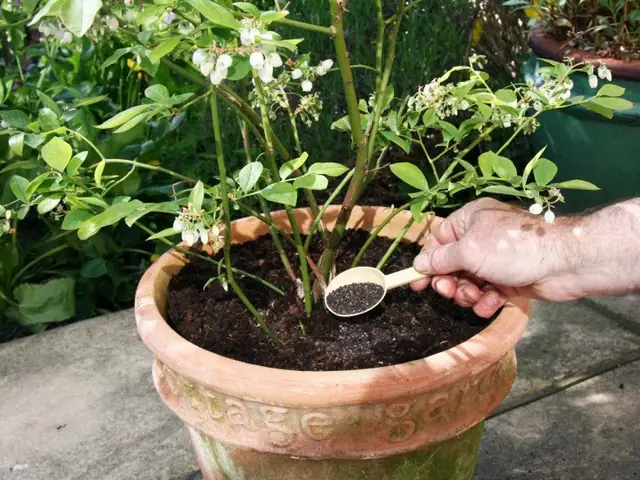 Hướng Dẫn Cách Trồng Cây Việt Quất Trong Chậu Từ A-Z: Chọn Giống, Chuẩn Đất Ph, Kỹ Thuật Chăm Sóc Và催 Quả Quanh Năm