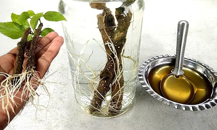 Cách Trồng Cây Xanh Từ Cành: Kỹ Thuật Giâm Cành Đơn Giản, Hiệu Quả Cho Người Mới Bắt Đầu