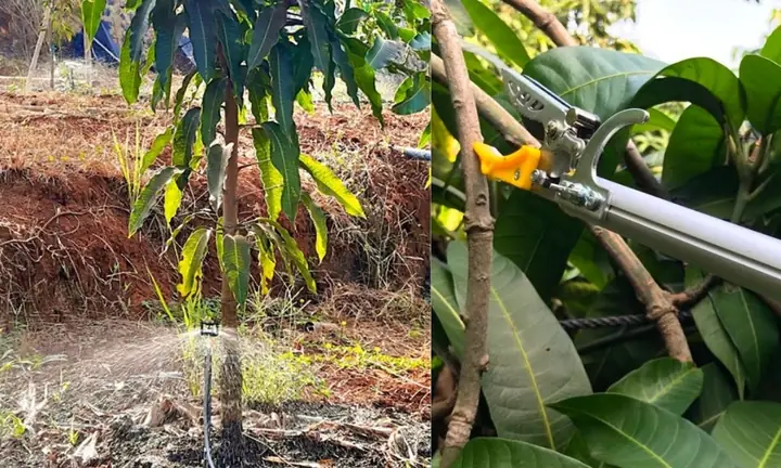 Cách Trồng Cây Xoài Lớn Nhanh: Hướng Dẫn Chi Tiết Từ Gốc Đến Trái Năng Suất Cao