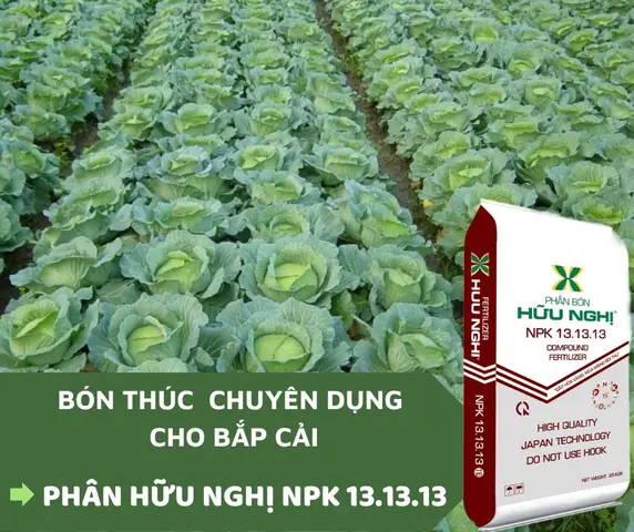Cách Trồng Và Chăm Sóc Bắp Cải Cho Người Mới: Từ Hạt Đến Thu Hoạch