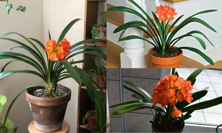 Hướng Dẫn Trồng Và Chăm Sóc Lan Quân Tử Tại Nhà Để Ra Hoa Đều Hướng Dẫn Trồng Và Chăm Sóc Lan Quân Tử Tại Nhà Để Ra Hoa Đều