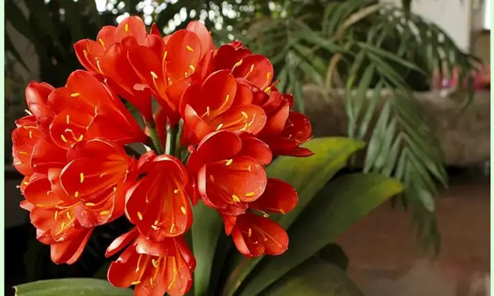 Hướng Dẫn Trồng Và Chăm Sóc Lan Quân Tử Tại Nhà Để Ra Hoa Đều Hướng Dẫn Trồng Và Chăm Sóc Lan Quân Tử Tại Nhà Để Ra Hoa Đều
