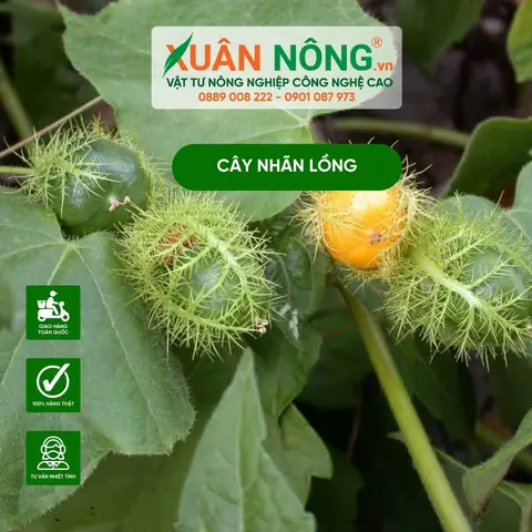 Cách Trồng Và Chăm Sóc Cây Nhãn Lồng Cho Người Mới: Từ Chọn Giống Đến Thu Hoạch