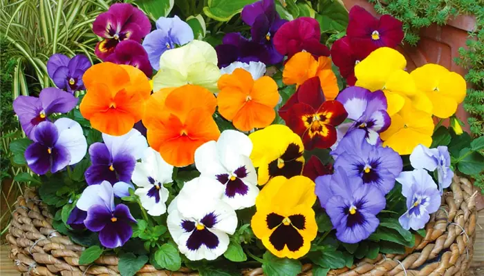 Cách Trồng Và Chăm Sóc Hoa Pansy Rủ Nở Hoa Rực Rỡ: Hướng Dẫn Chi Tiết Từ A-Z Cho Người Mới