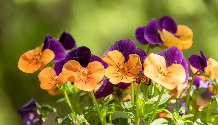 Cách Trồng Và Chăm Sóc Hoa Pansy Rủ Nở Hoa Rực Rỡ: Hướng Dẫn Chi Tiết Từ A-Z Cho Người Mới