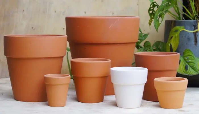 Cách Trồng Và Chăm Sóc Hoa Pansy Rủ Nở Hoa Rực Rỡ: Hướng Dẫn Chi Tiết Từ A-Z Cho Người Mới